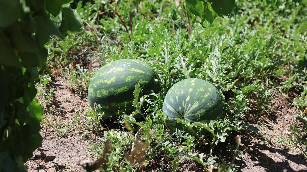 Iğdır'da İlk Karpuz Hasadı Başladı
