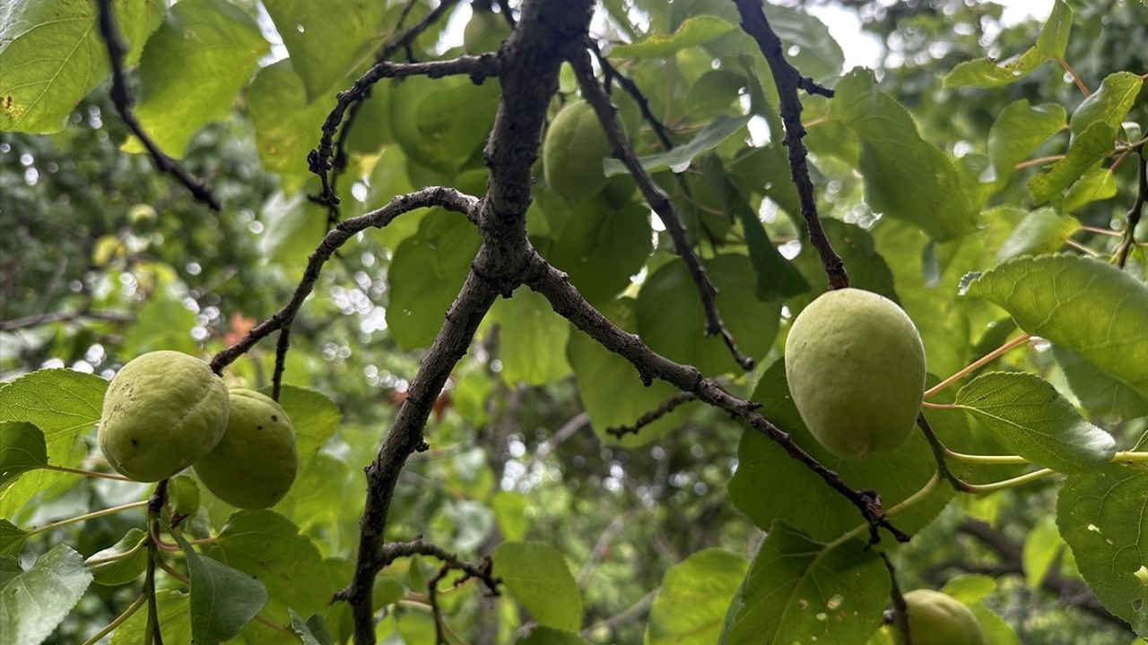 Iğdır'da Kayısı Rekoltesinde 5 Bin Ton Artış Bekleniyor
