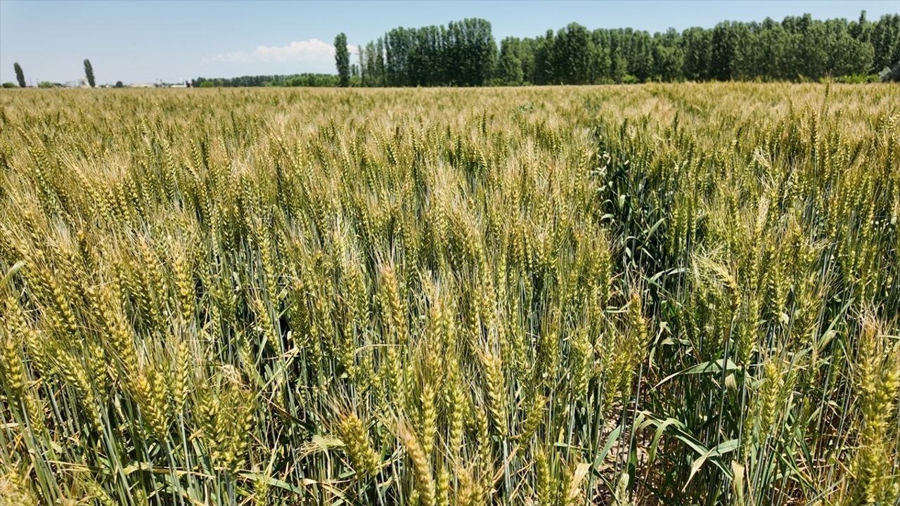 Iğdır'da Yerli ve Milli Taner Buğdayı Çiftçilerin Yüzünü Güldürüyor