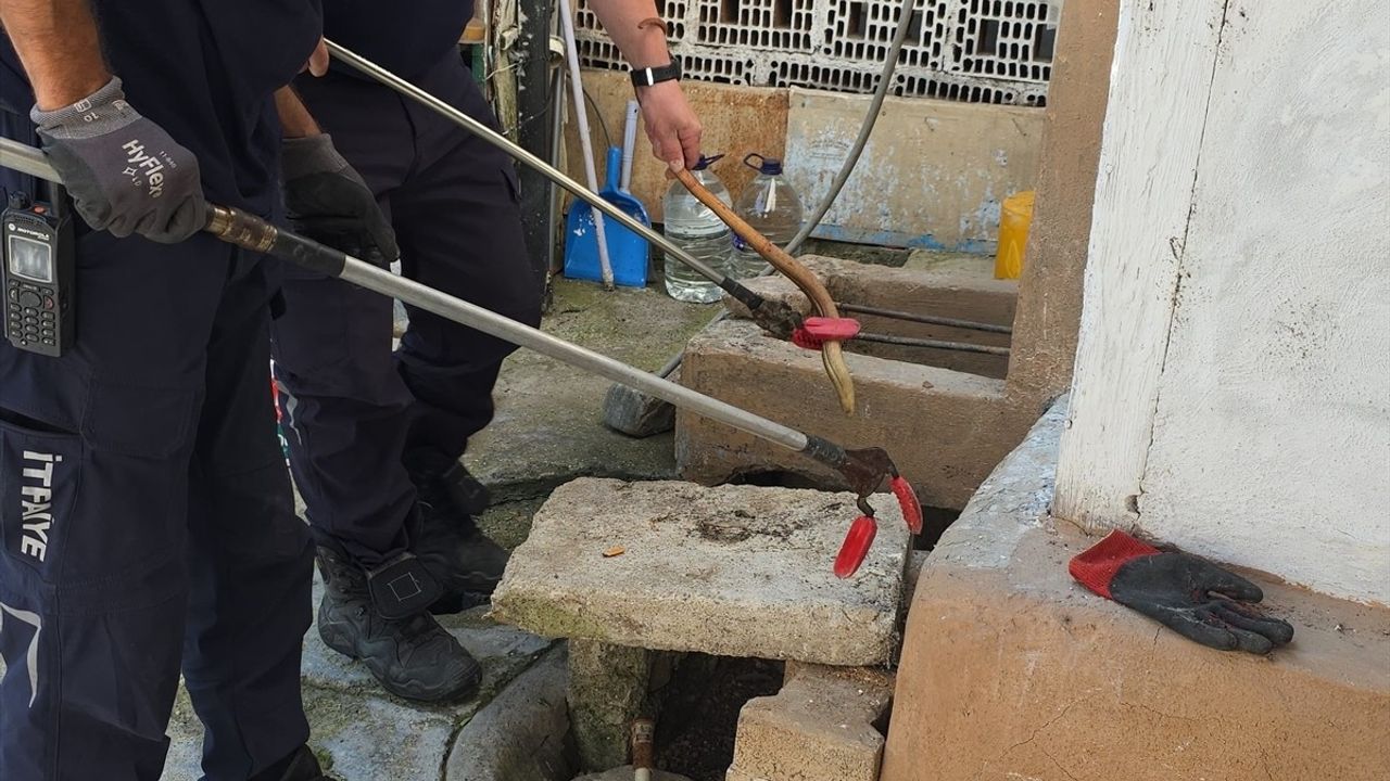 İnegöl'de Evin Bahçesinde Bulunan Oluklu Kertenkele Doğaya Salındı