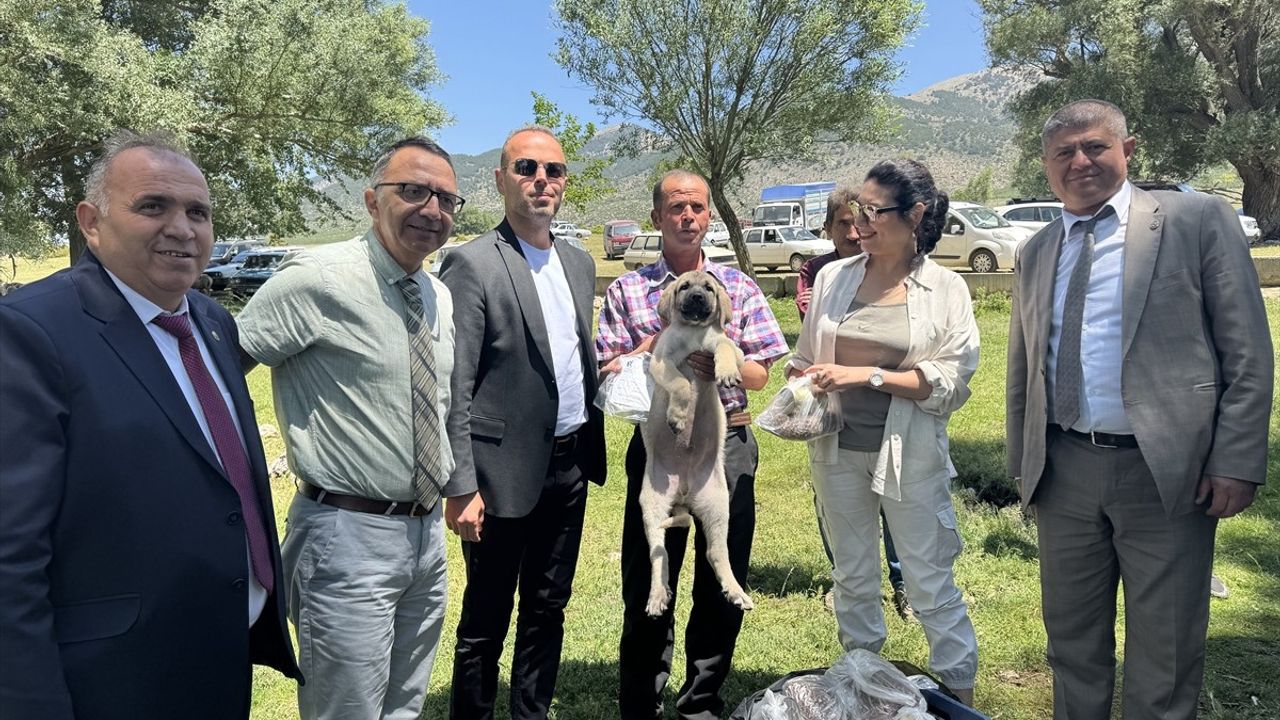 Isparta'da Küçükbaş Hayvan Yetiştiricilerine Anadolu Çoban Köpeği Dağıtımı Gerçekleştirildi