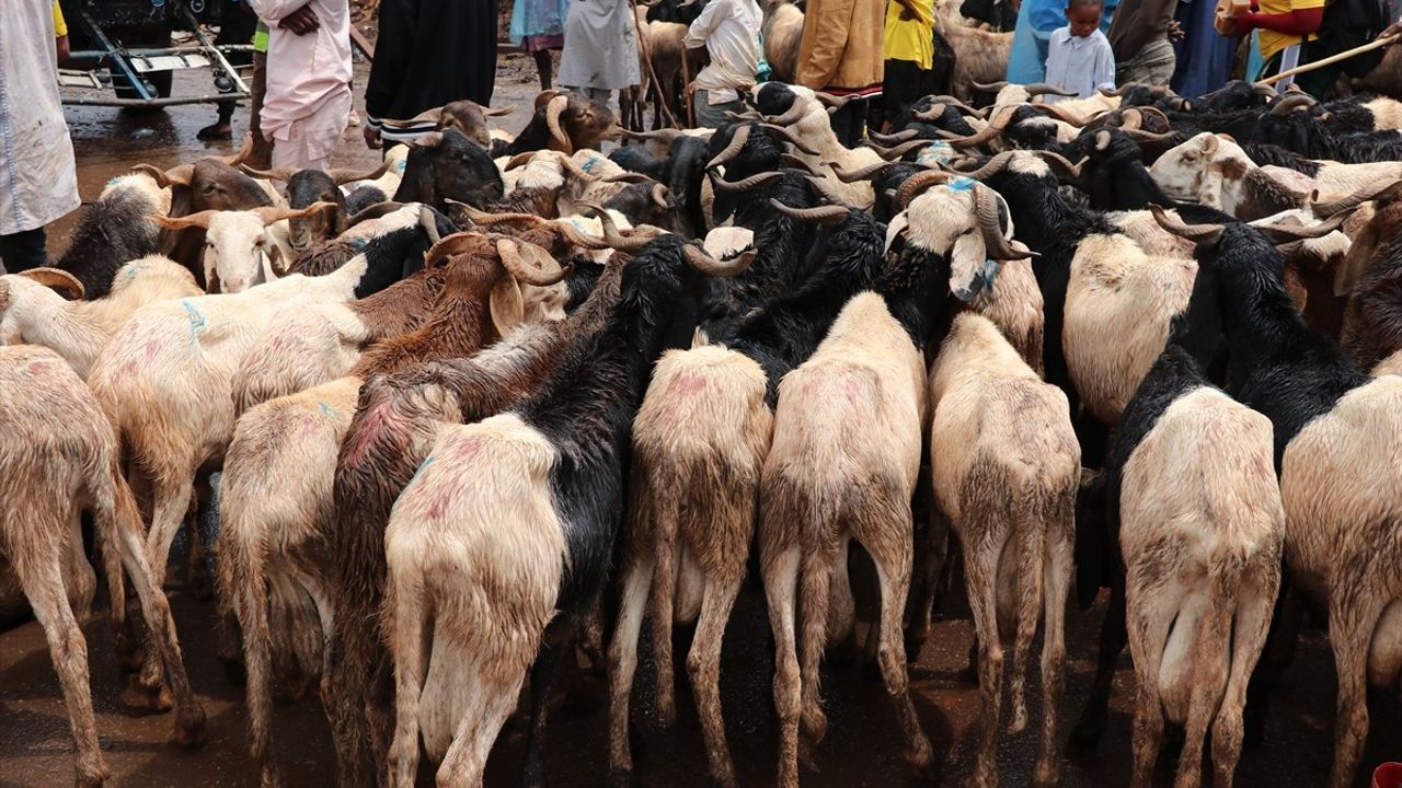 Kamerun'da Kurban Bayramı Öncesi Hayvan Pazarlarında Yoğunluk Artıyor