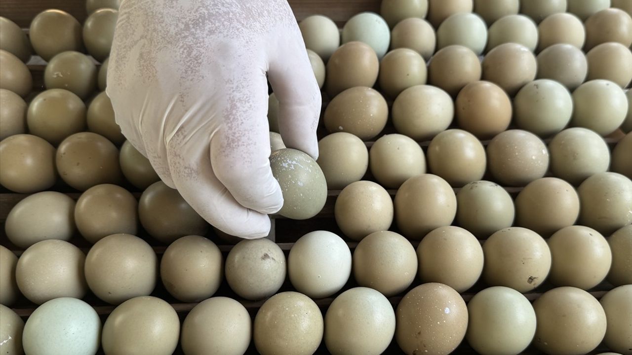 Karadeniz'de Kahverengi Kokarca ile Biyolojik Mücadele İçin 3 Bin Sülün Doğaya Salınıyor