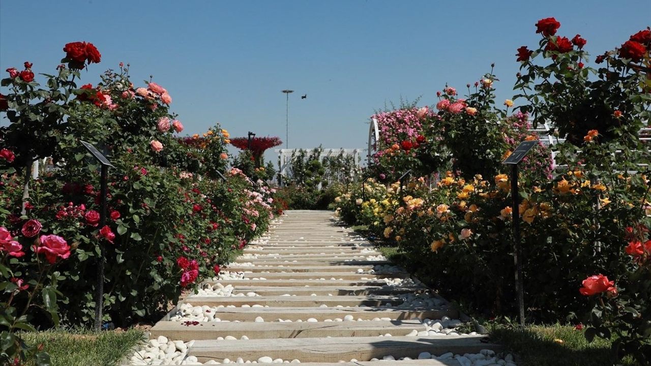 Karatay Mevlana Gül Parkı Yeni Sezonunu Açtı: 190 Tür Gül Ziyaretçilerini Bekliyor