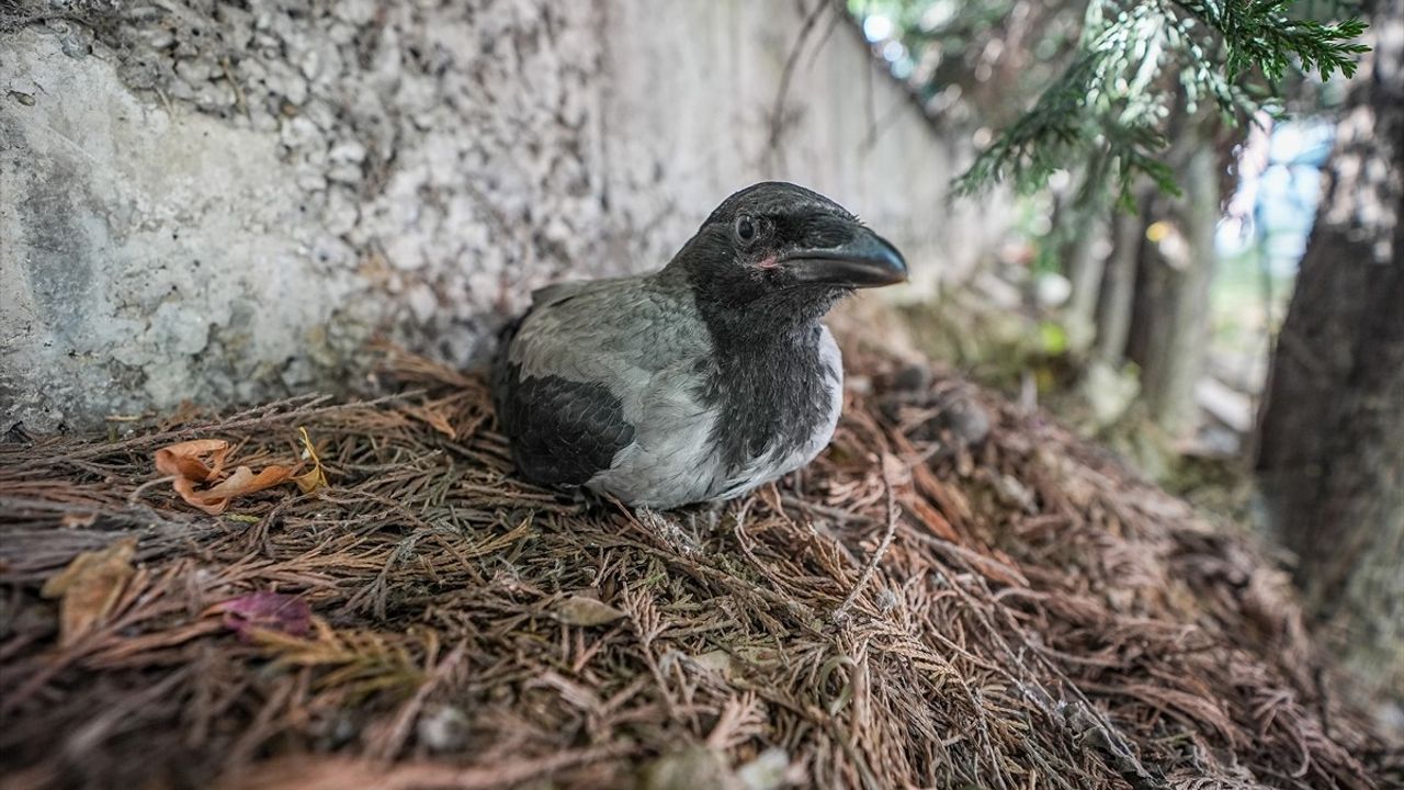 Kargalar, Yaralı Arkadaşlarının Yerini Gösterdi