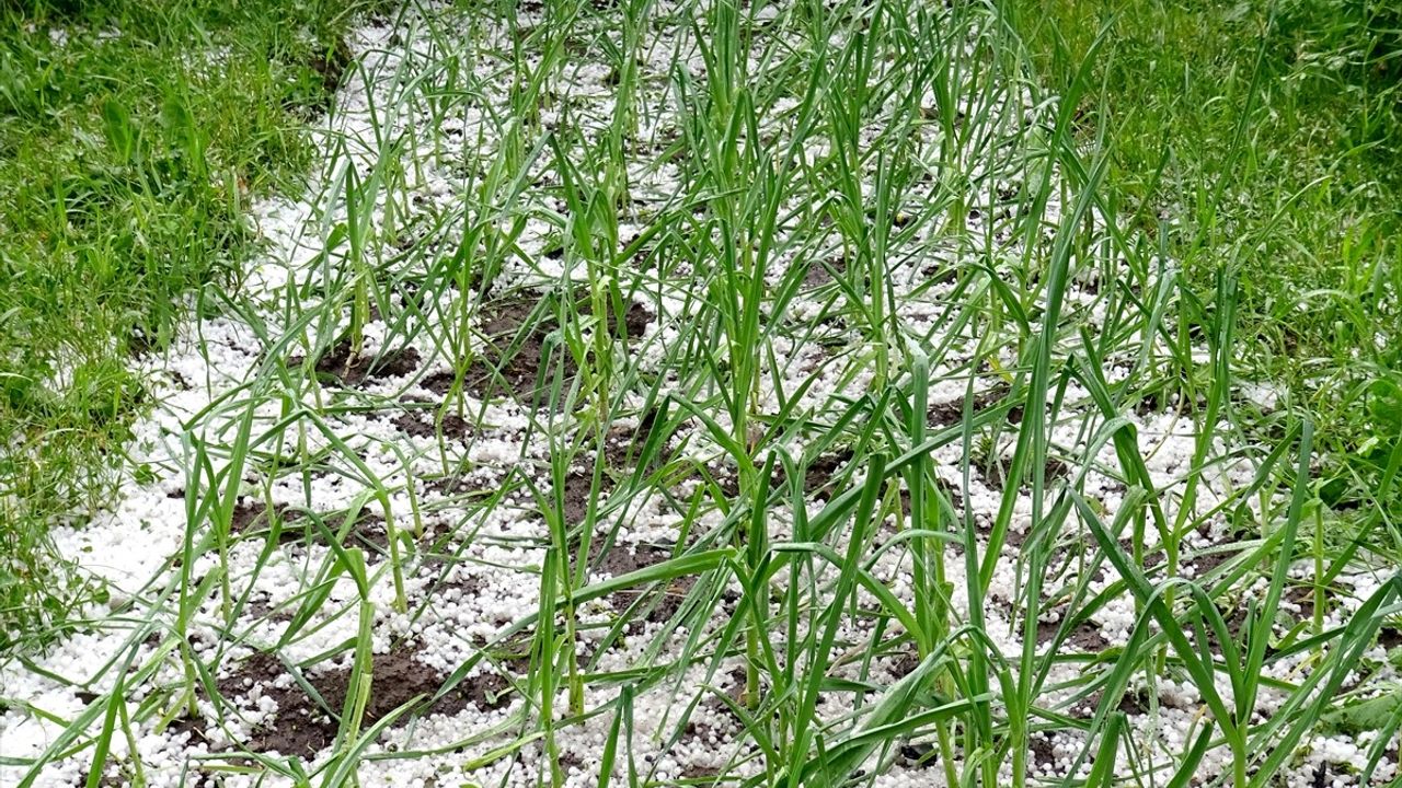 Kars'ın Sarıkamış İlçesinde Dolu ve Sağanak Yağış Etkili Oldu