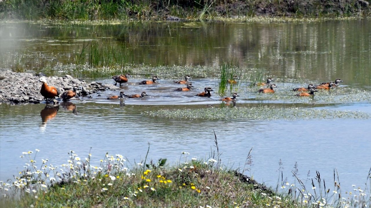 Kars'ta Angut Yavruları Sulak Alanlarda Beslenirken Görüntülendi