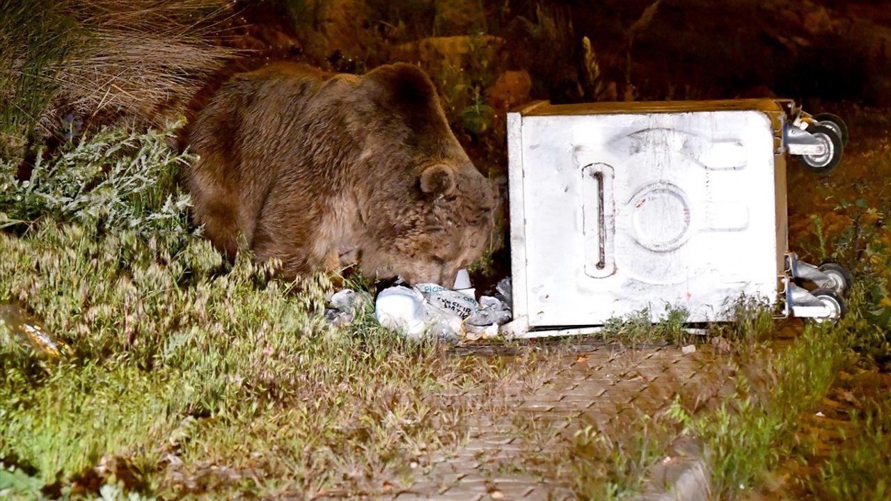 Kars'ta Bozayılar Çöp Konteynerlerinde Yiyecek Aradı