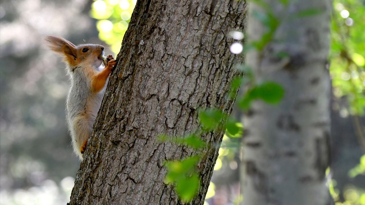 Kars'ta Kızıl Sincaplar Millet Bahçesini Şenlendiriyor