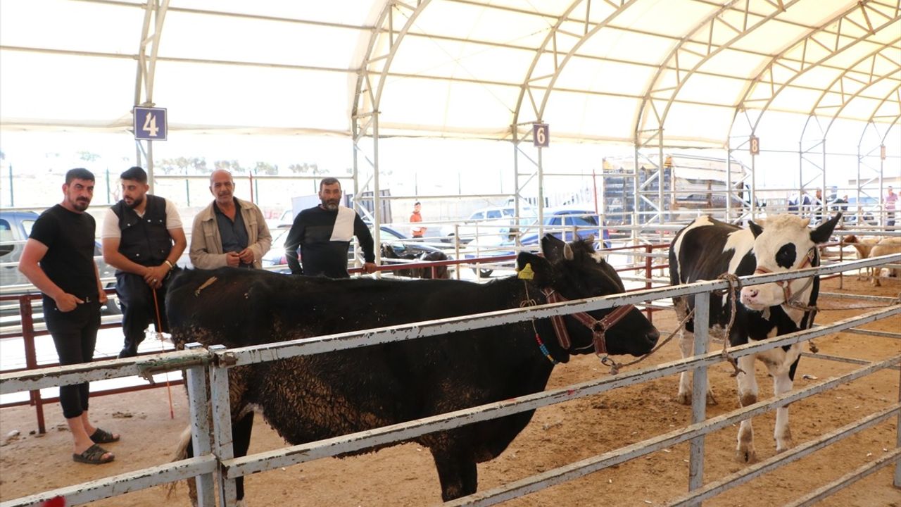Kilis'teki Canlı Hayvan Pazarında Kurbanlıklar Satışa Sunuldu