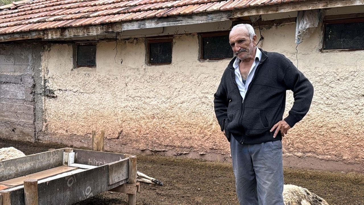 Kırıkkale'de Kurt Saldırısı: 18 Küçükbaş Hayvan Telef Oldu