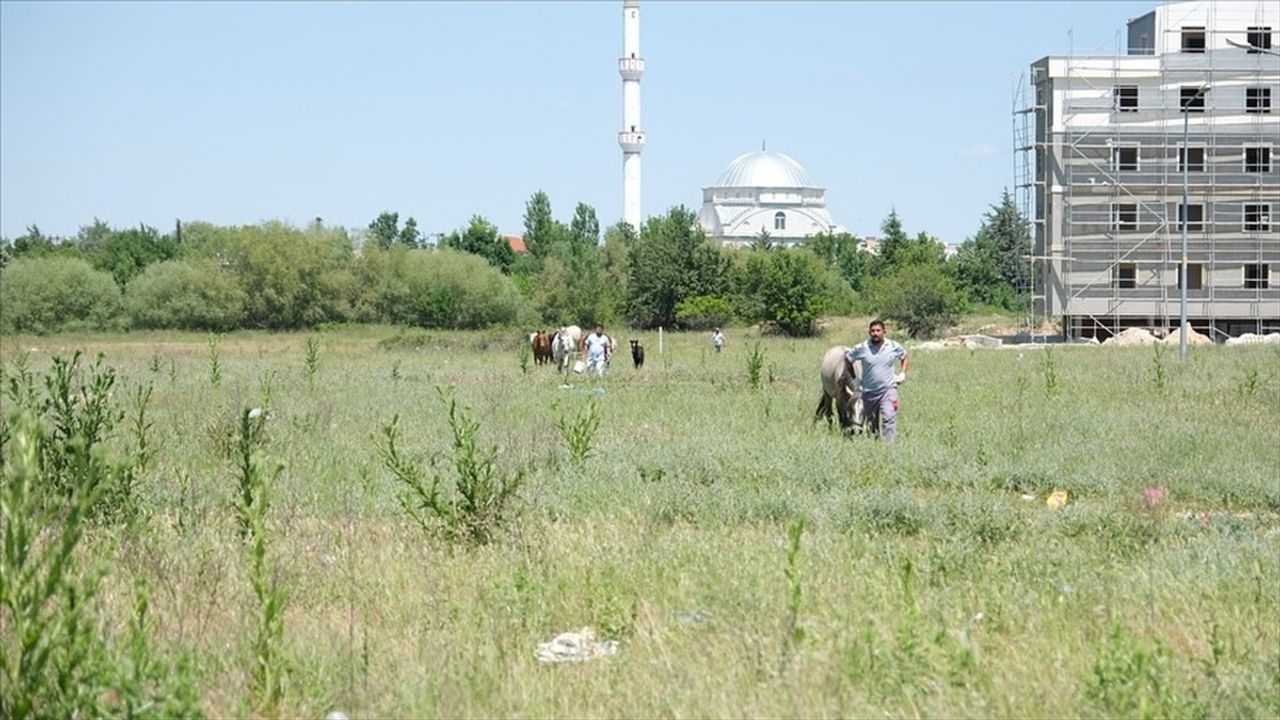 Kırklareli'de Başıboş Atlar Rehabilitasyon Alanına Taşındı