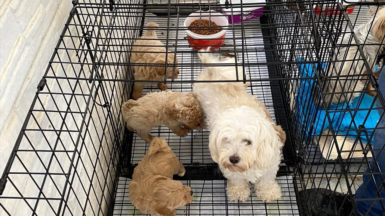 Kırklareli'nde Kaçak Hayvan Ticareti: 12 Köpek Koruma Altında