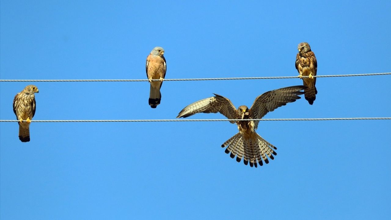 Konya'da Kerkenezlerin Avlanma Zamanı