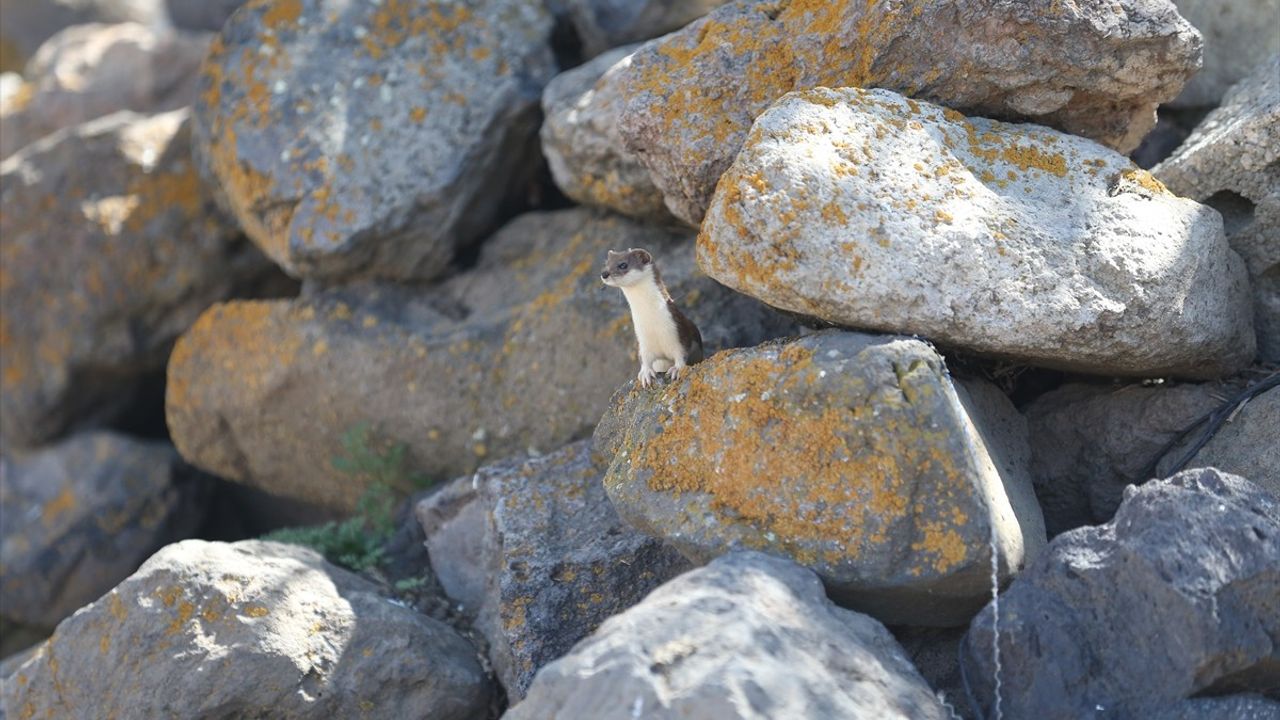 Koruma Altındaki Gelincik Kars Kırsalında Görüntülendi