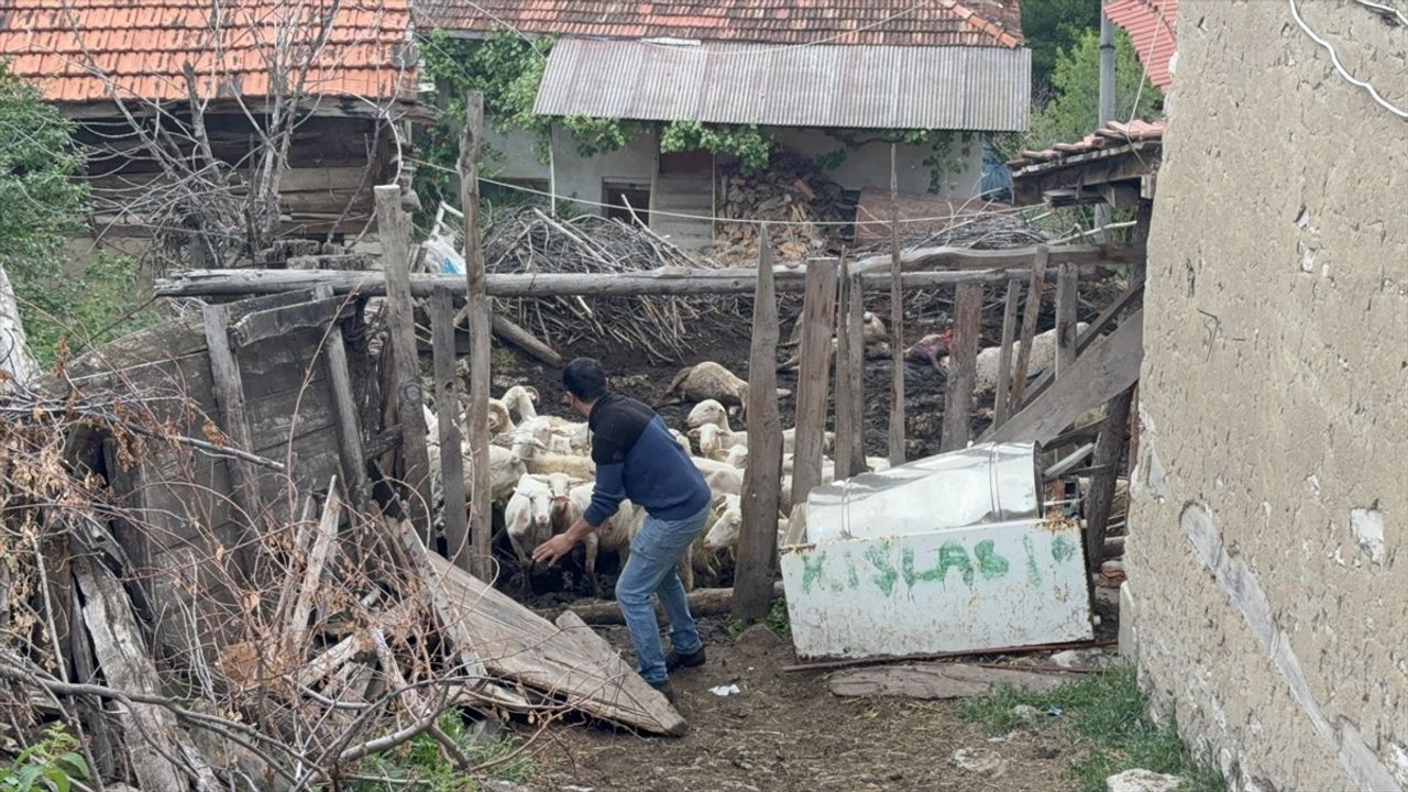 Kütahya'da Kurt Saldırısı: 11 Koyun Telef Oldu