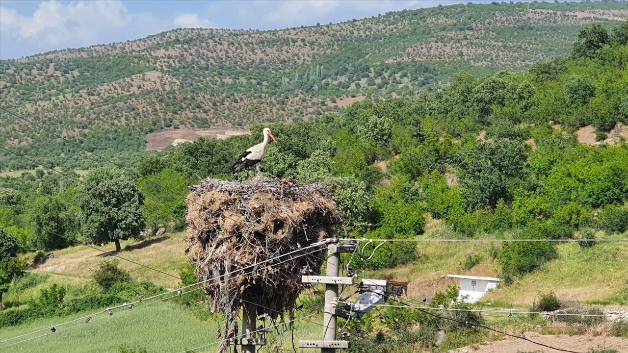 Manisa'da Leyleklerin Yuva Güvenliği İçin Enerji Hattı Değiştirildi