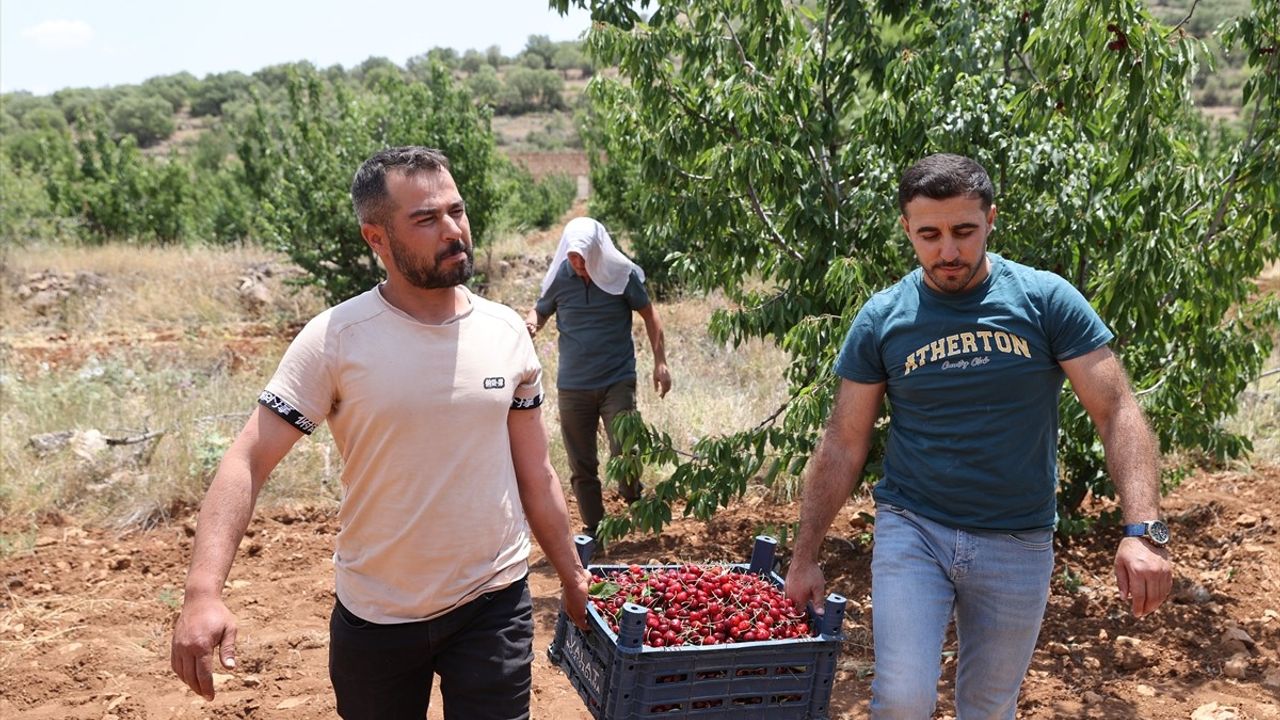 Mardin'de Napolyon Kirazı Hasadı Devam Ediyor