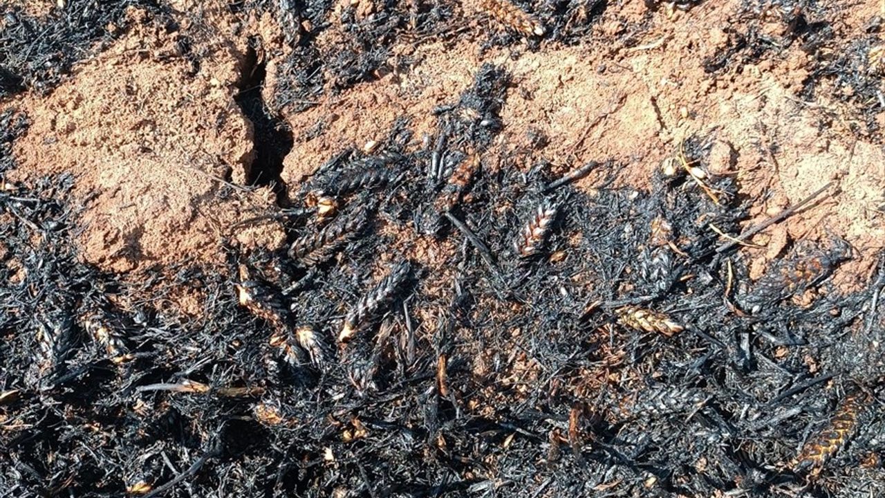 Mardin Derik’te 400 Dekar Buğday Alanı Yangında Zarar Gördü