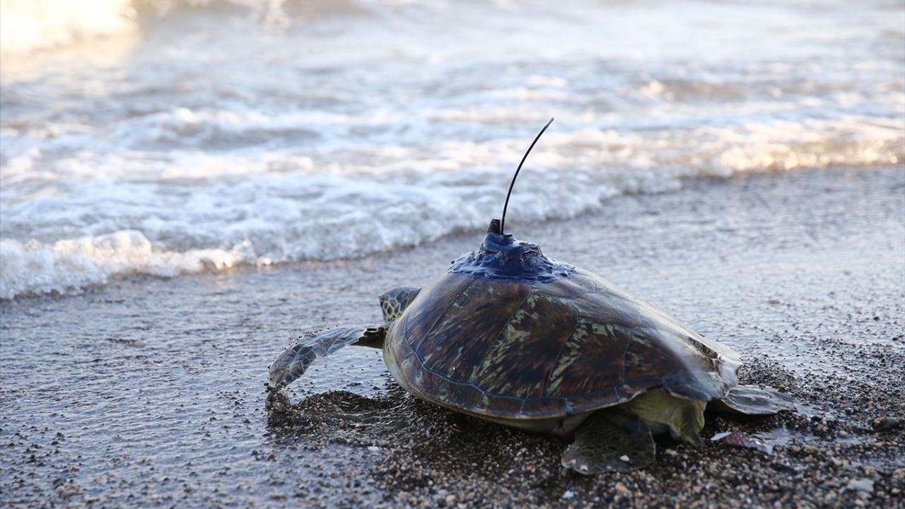 Mersin'de uydu takip cihazı takılan yeşil deniz kaplumbağası denizle buluştu