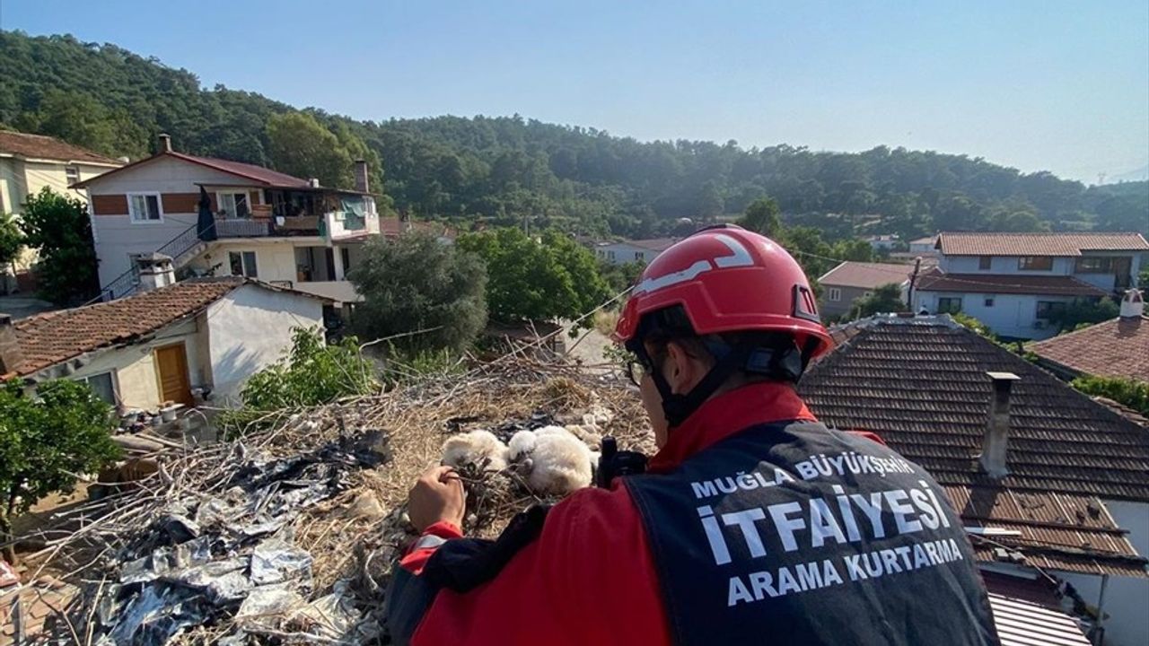 Muğla'da Ayaklarına İp Dolanan Leylek Yavruları Kurtarıldı
