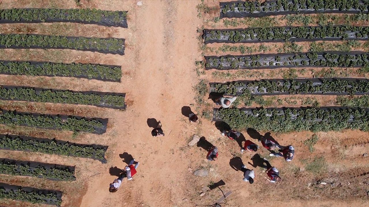 Muğla'da Çilek Hasadı Başladı: Fiyat ve Verim Üreticiyi Sevindiriyor