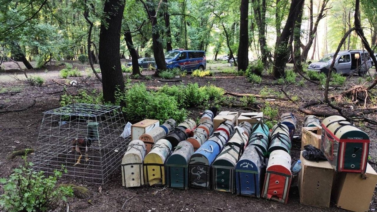 Muğla'da Horoz Dövüşü Operasyonu: Dernek Başkanı ve 15 Şüpheli Yakalandı