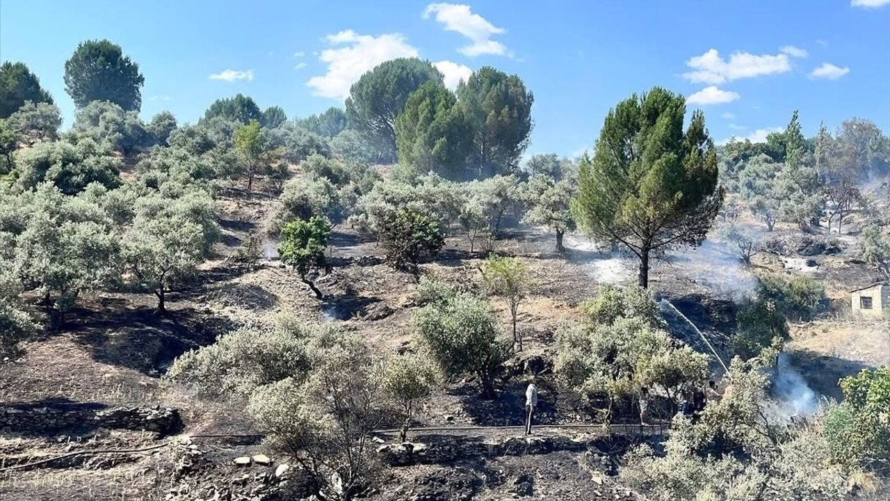 Muğla'da Makilik ve Zeytinlik Alanda Çıkan Yangın Kontrol Altına Alındı
