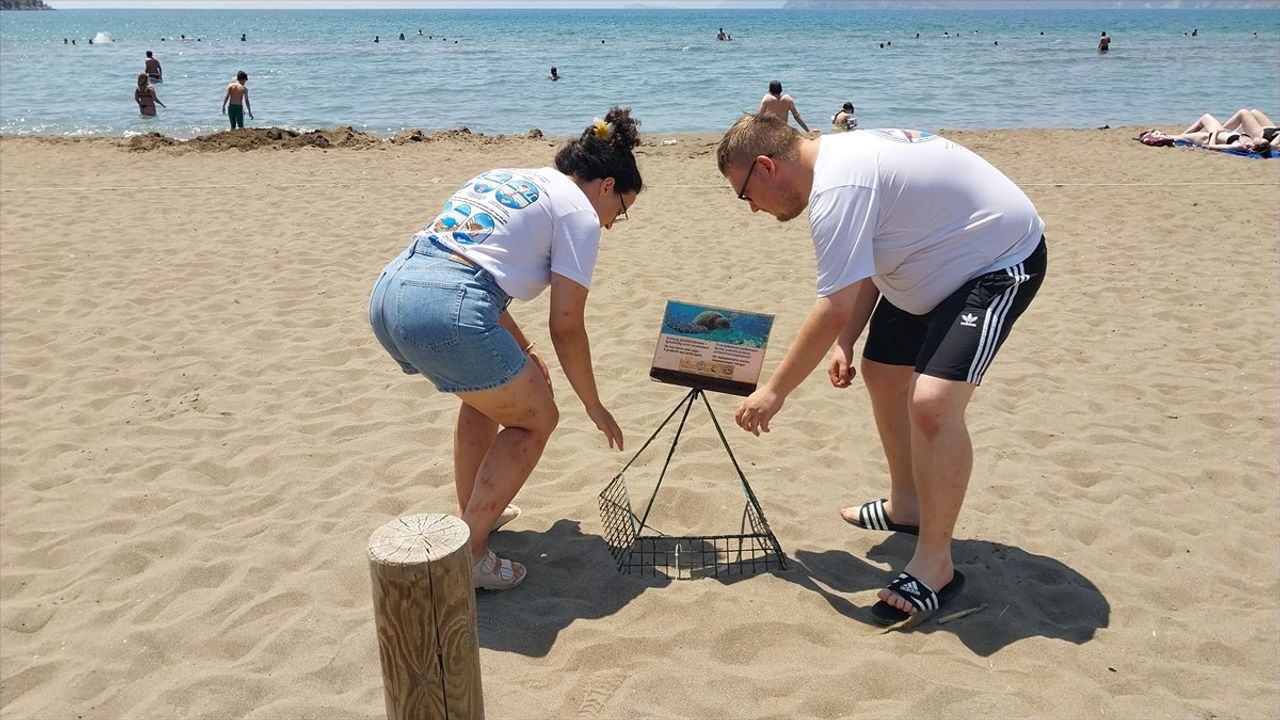 Muğla İztuzu Plajı'nda Caretta Caretta Yuvaları 300'e Ulaştı