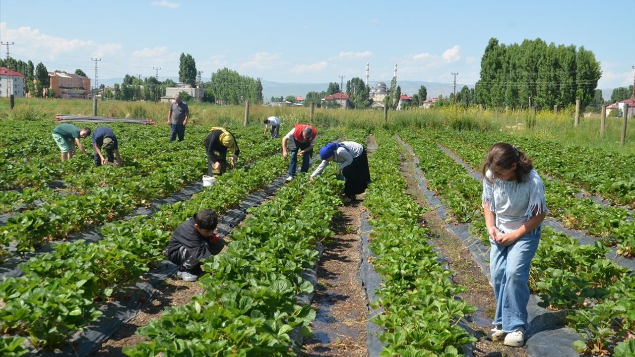 Muş'ların Çilek Hasadı Sezonu Başladı