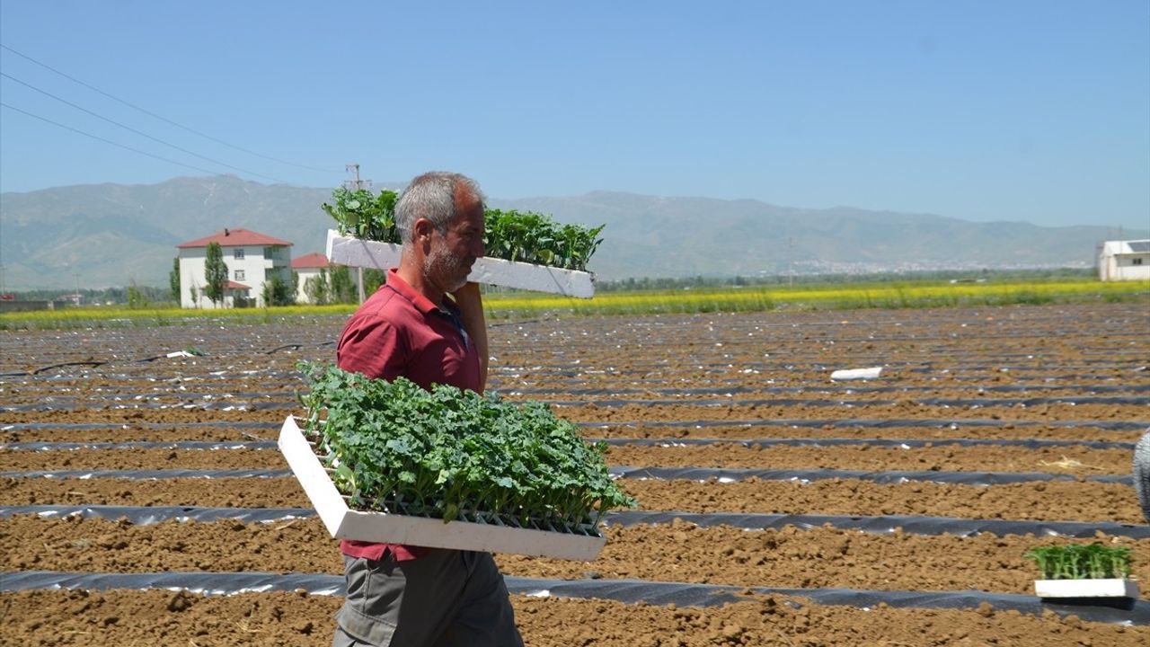 Muş Ovası'nda Karpuz Fideleri Toprakla Buluştu