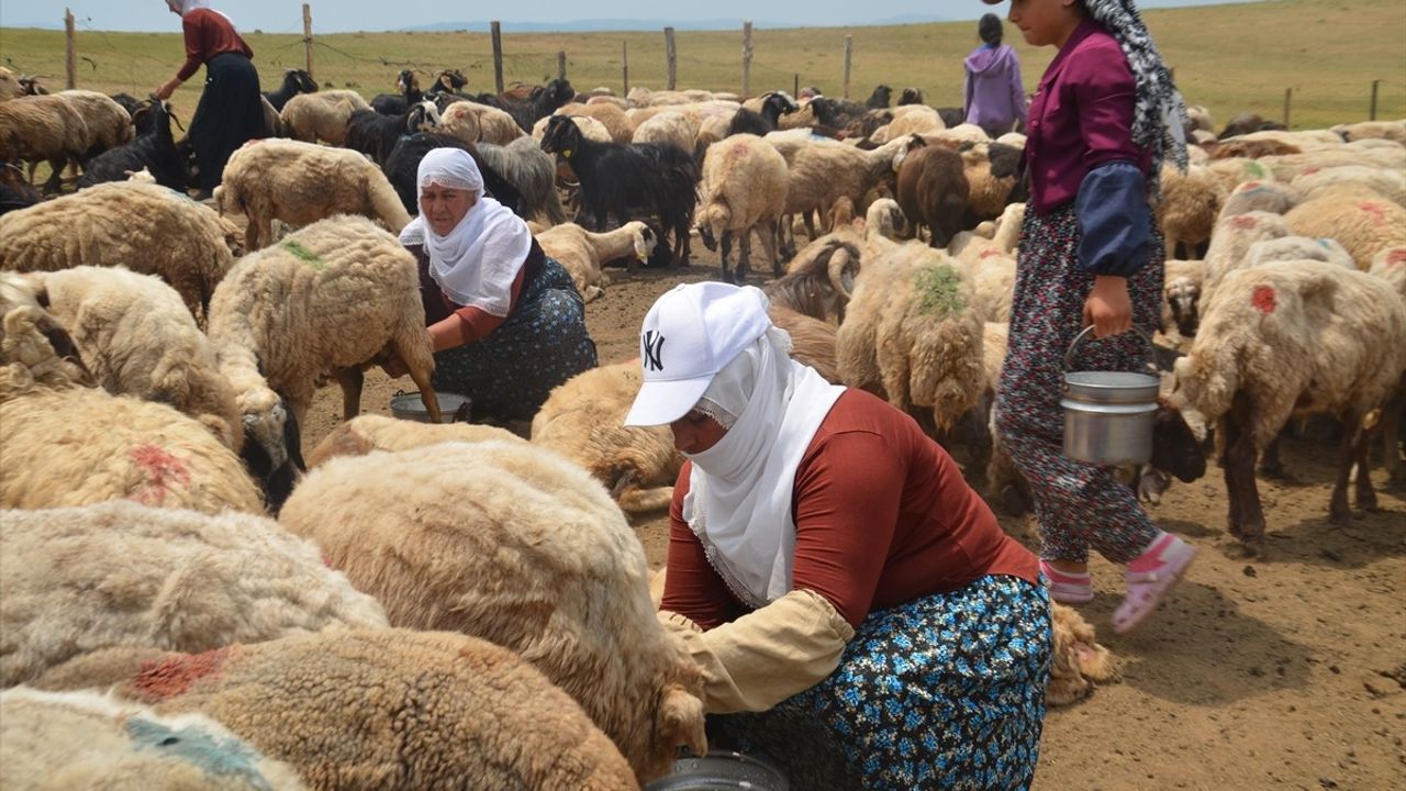 Muş'ta Berivanlar Sütün İhtiyacını Karşılamak İçin Traktör Römorku Kullanıyor