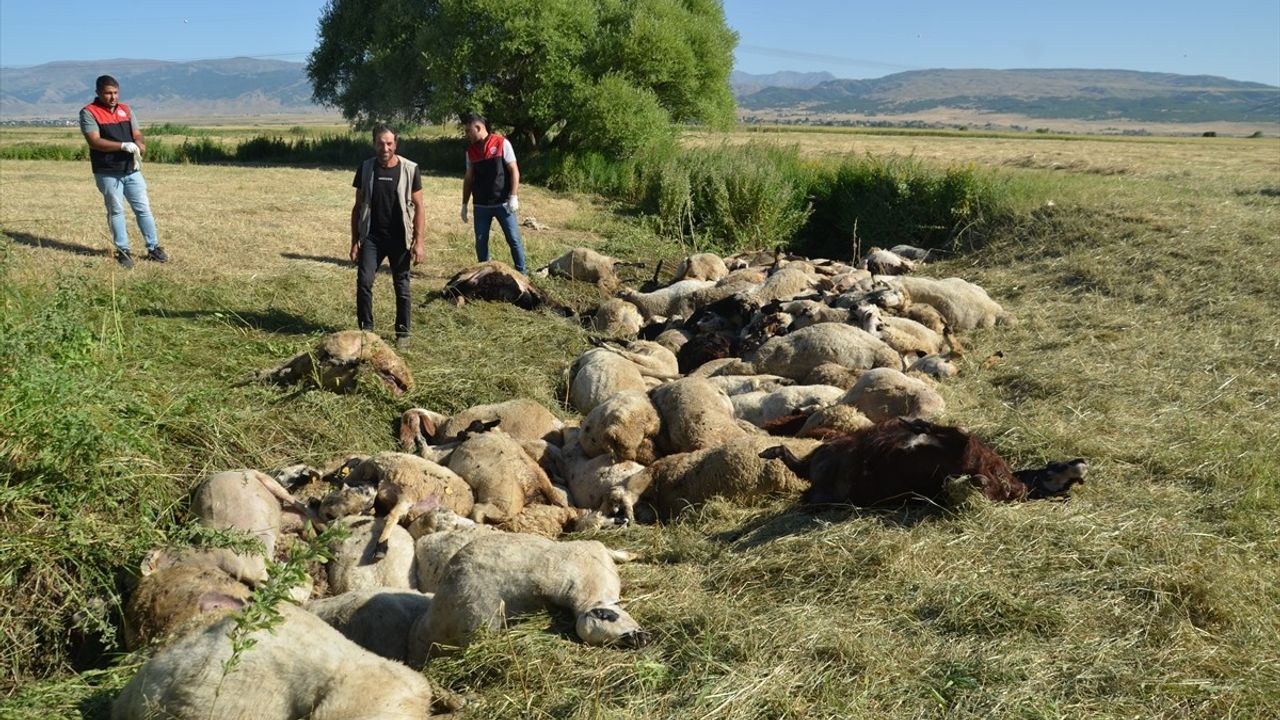 Muş'ta Dere Yatağında Koyun Telefı: Yaklaşık 150 Koyun Hayatını Kaybetti