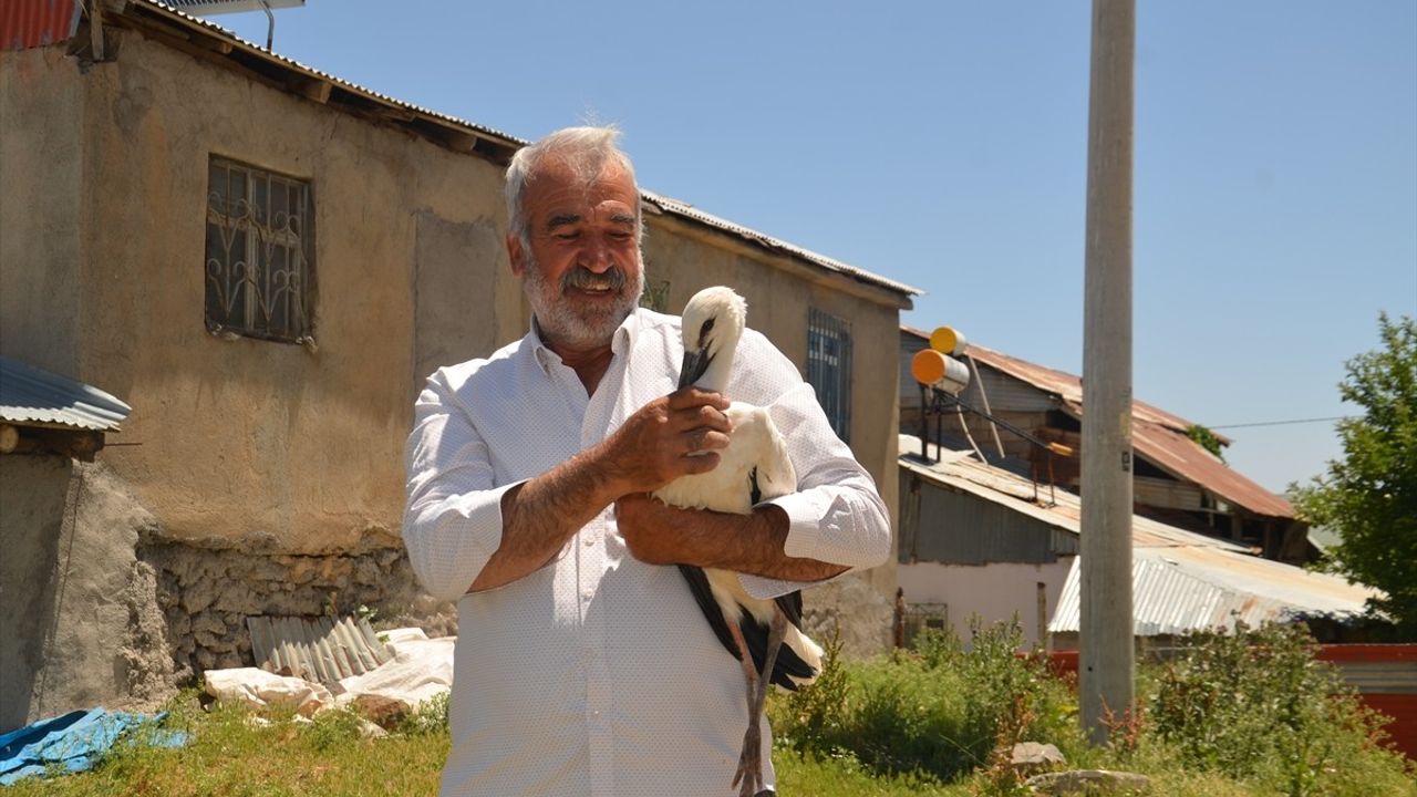 Muş'ta Düşen Leylek Yavrusuna Tedavi
