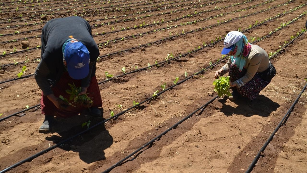 Muş'ta Tütün Ekimine Başlandı