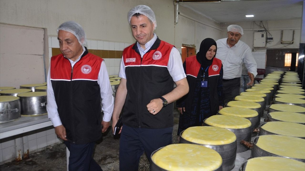 Muş'ta Üretilen Eski Kaşar Peyniri Türkiye Genelinde Pazarlanmaya Başlandı