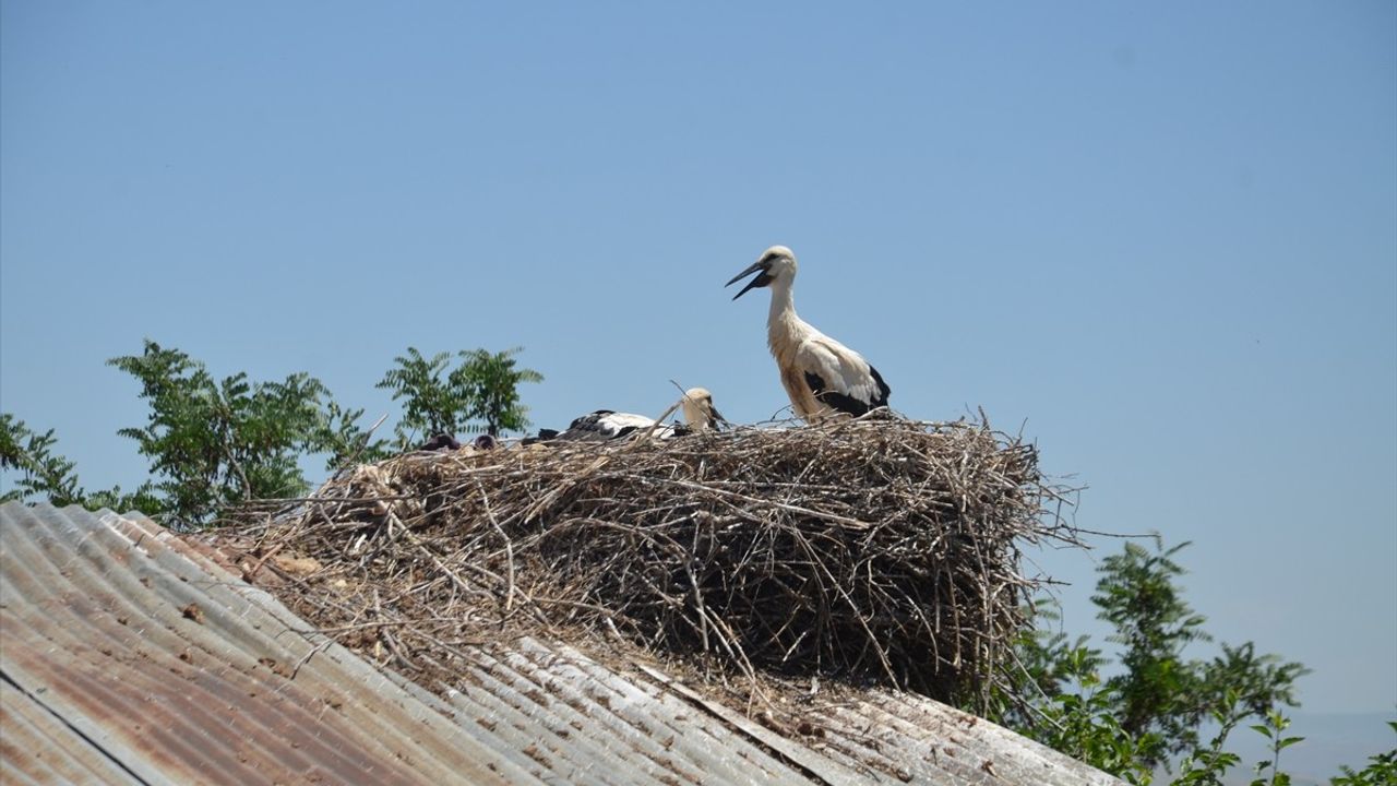 Muş'taki Leylekler, Yavrularını Sulak Alanlardan Taşınan Yiyeceklerle Büyütüyor
