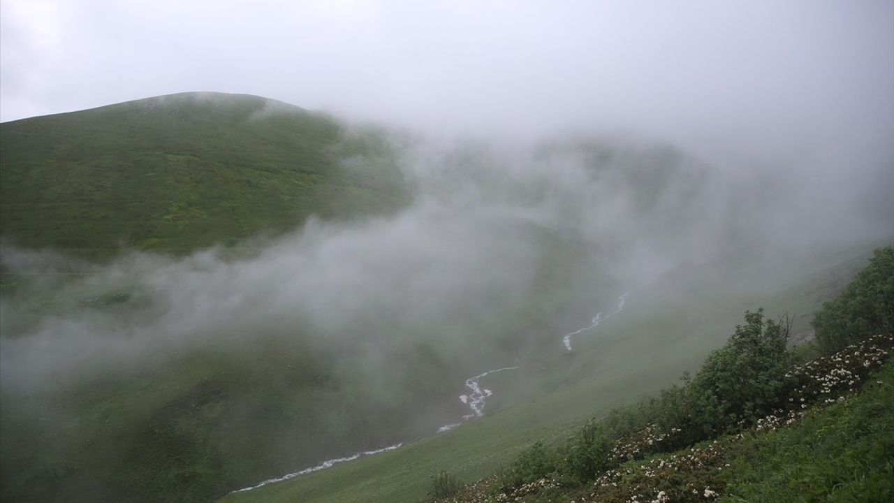 Rize'de 20. Dağ Horozu Şenliği Gerçekleştirildi