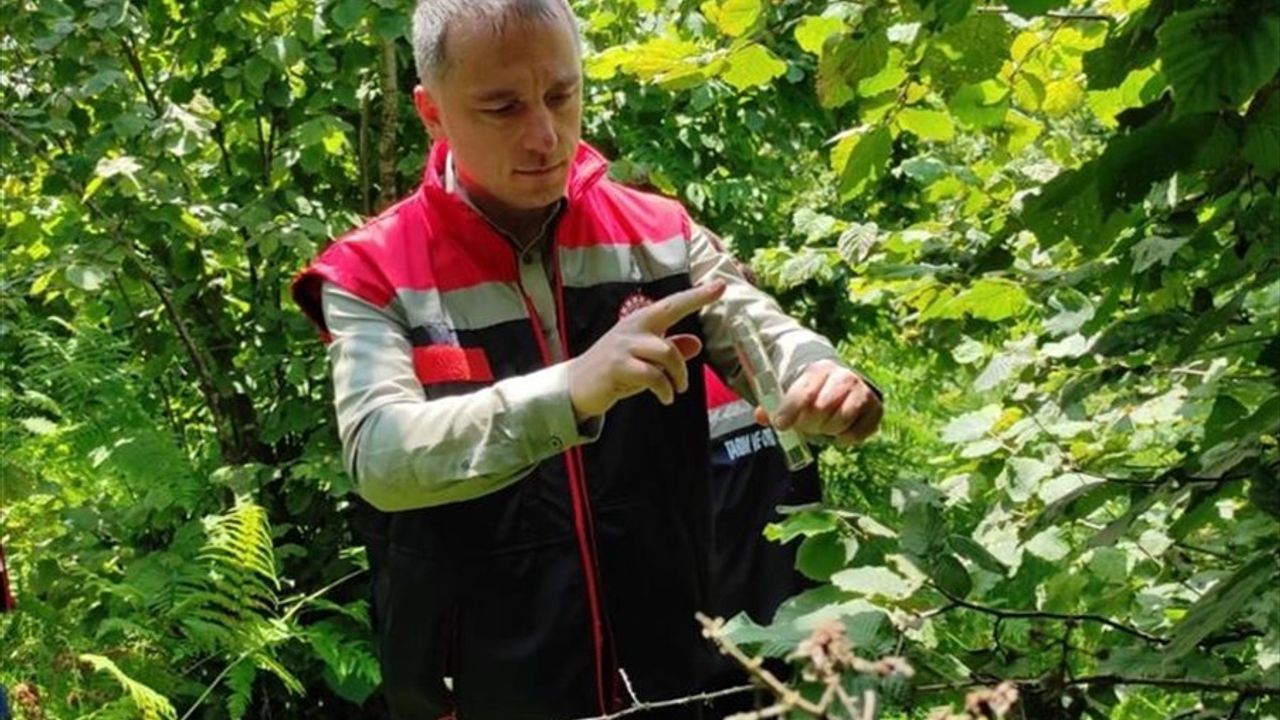 Rize'de Kahverengi Kokarca ile Mücadele İçin 50 Bin Samuray Arısı Doğaya Salındı