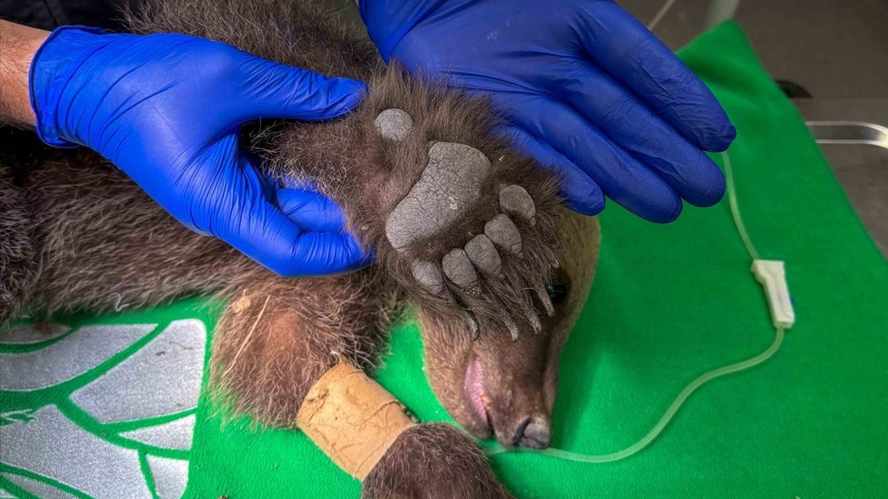Sakarya'da Bitkin Bulunan Boz Ayı Ormanya'da Tedavi Ediliyor