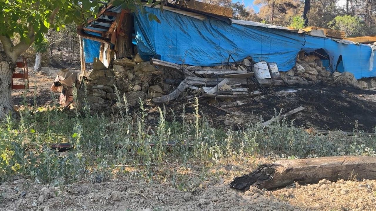 Sakarya'da Orman Yangını Çiftçiyi Vurdu: Zararını Anlattı