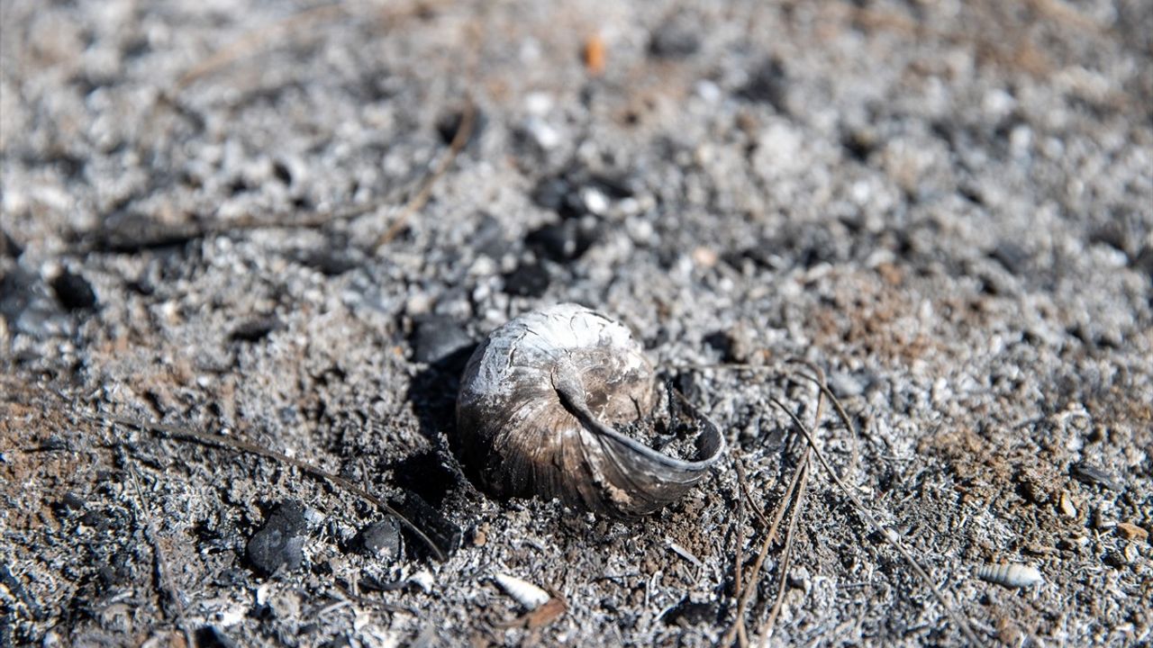 Sakarya'daki Orman Yangınında Soğutma Çalışmaları Devam Ediyor