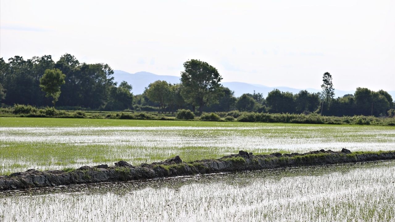 Samsun Alaçam'da 23 Bin 800 Dekar Alanda Çeltik Ekimi Yapılıyor