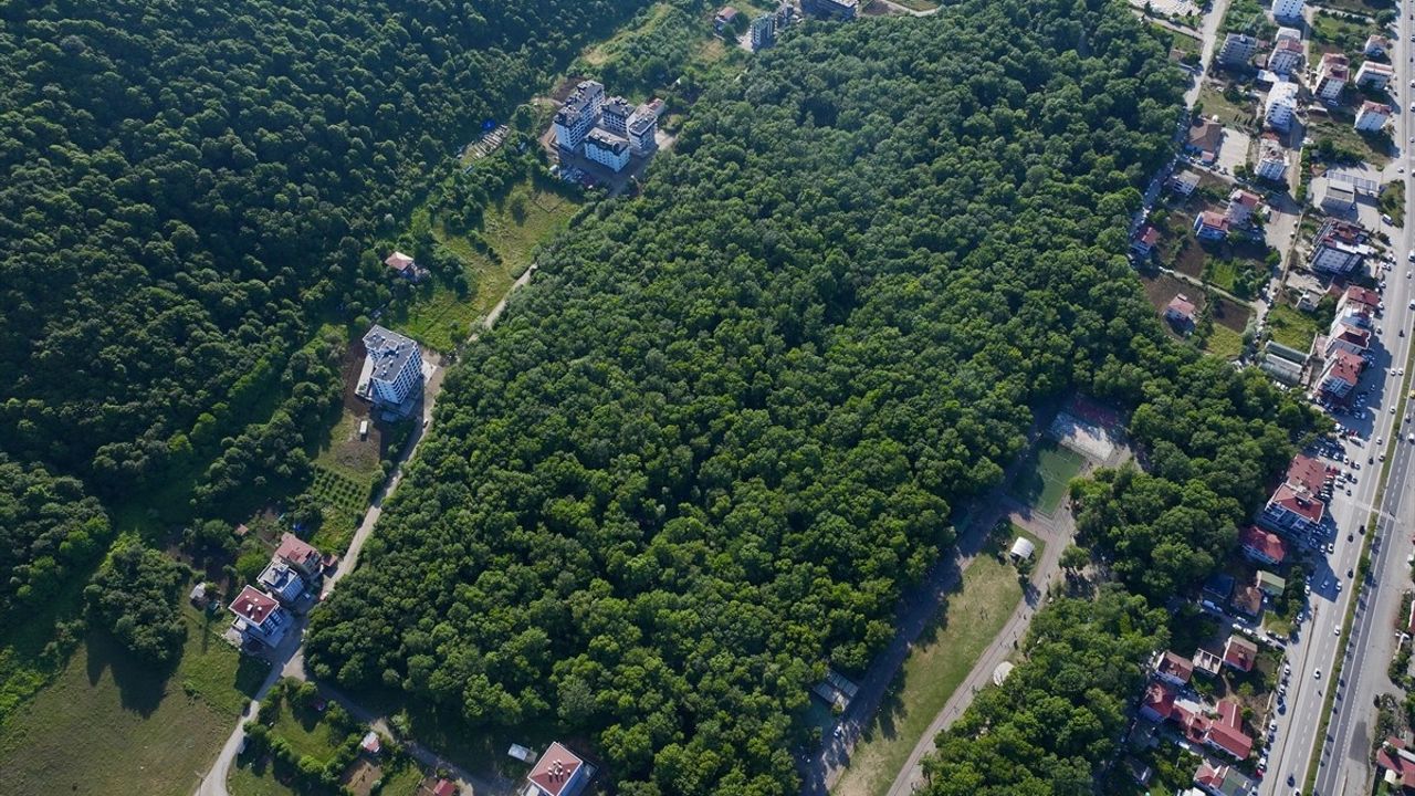 Samsun'un Çakırlar Korusu, Doğa Severlerin Gözdesi