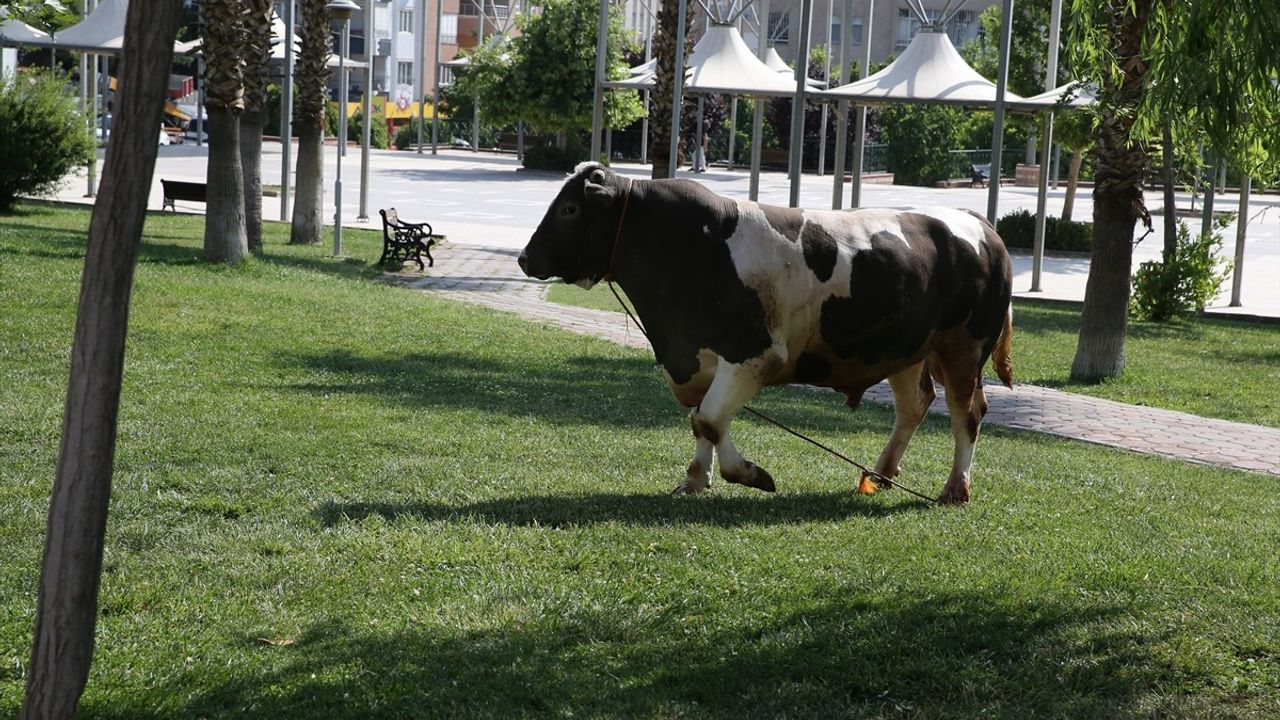 Şanlıurfa'da Kesimden Kaçan Kurbanlık Boğa Parkta Yakalandı