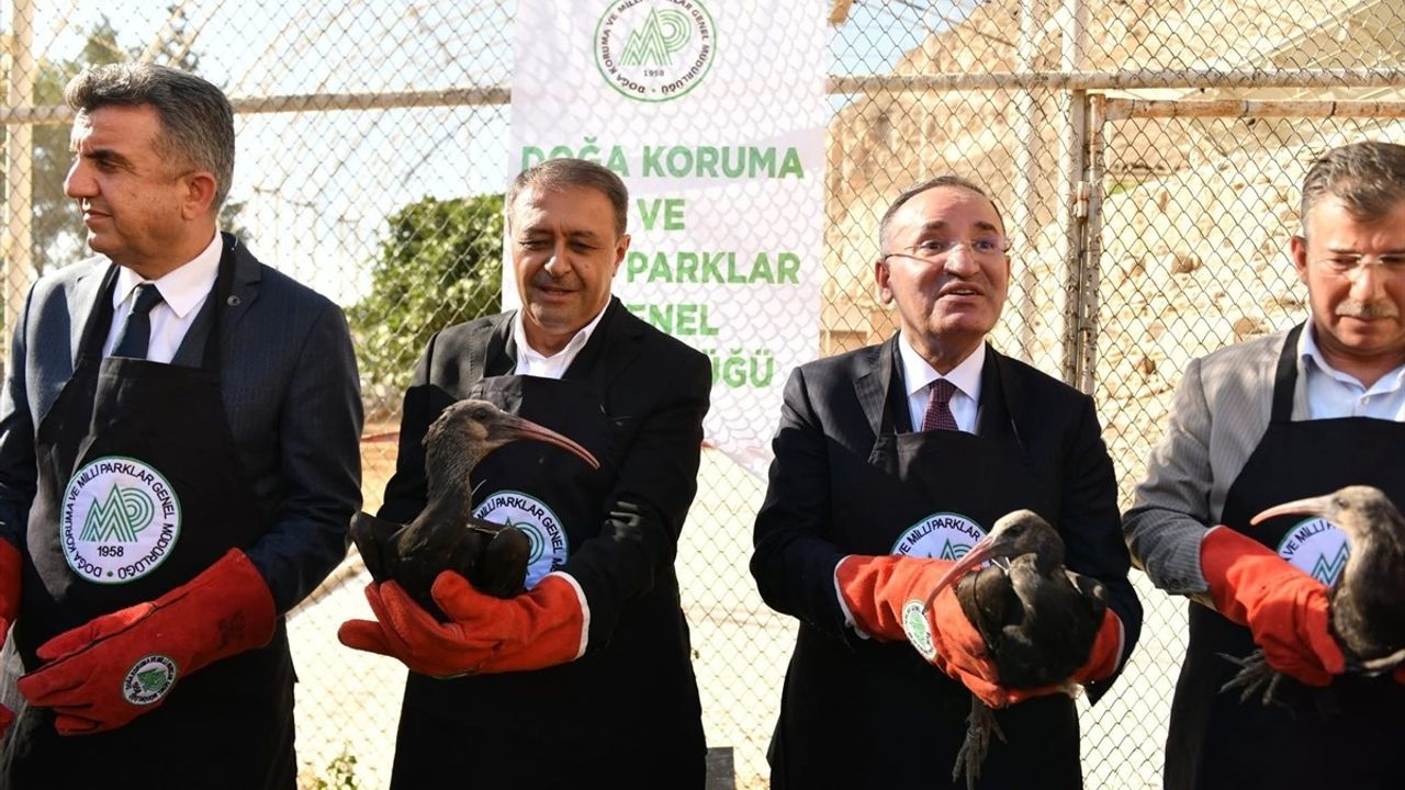 Şanlıurfa'da Koruma Altındaki 45 Kelaynak Doğaya Salındı