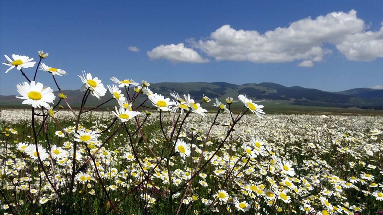 Sarıkamış'ta Kışın Kar, Yazın Papatya Çiçekleri