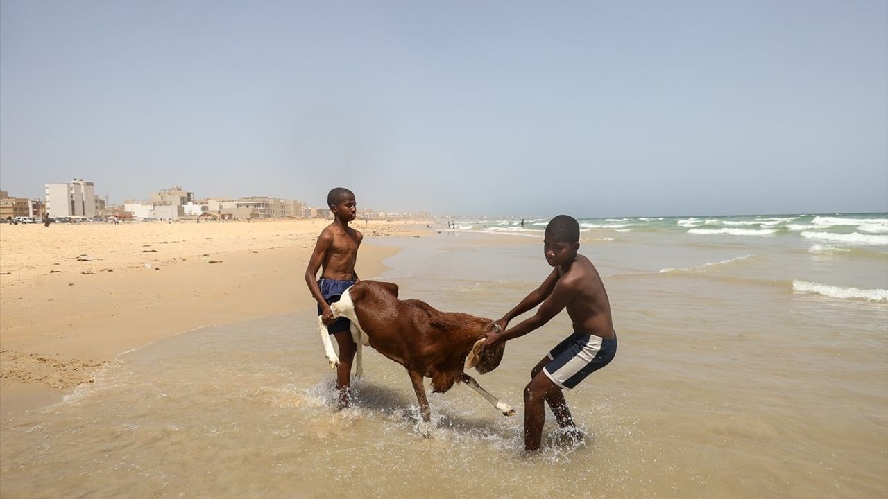 Senegal'de Kurban Bayramı Hazırlıkları: Koyunlar Okyusta Yıkanıyor
