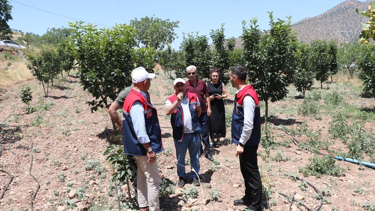 Siirt'te Trabzon Hurması Fidanları İlk Meyvelerini Verdi