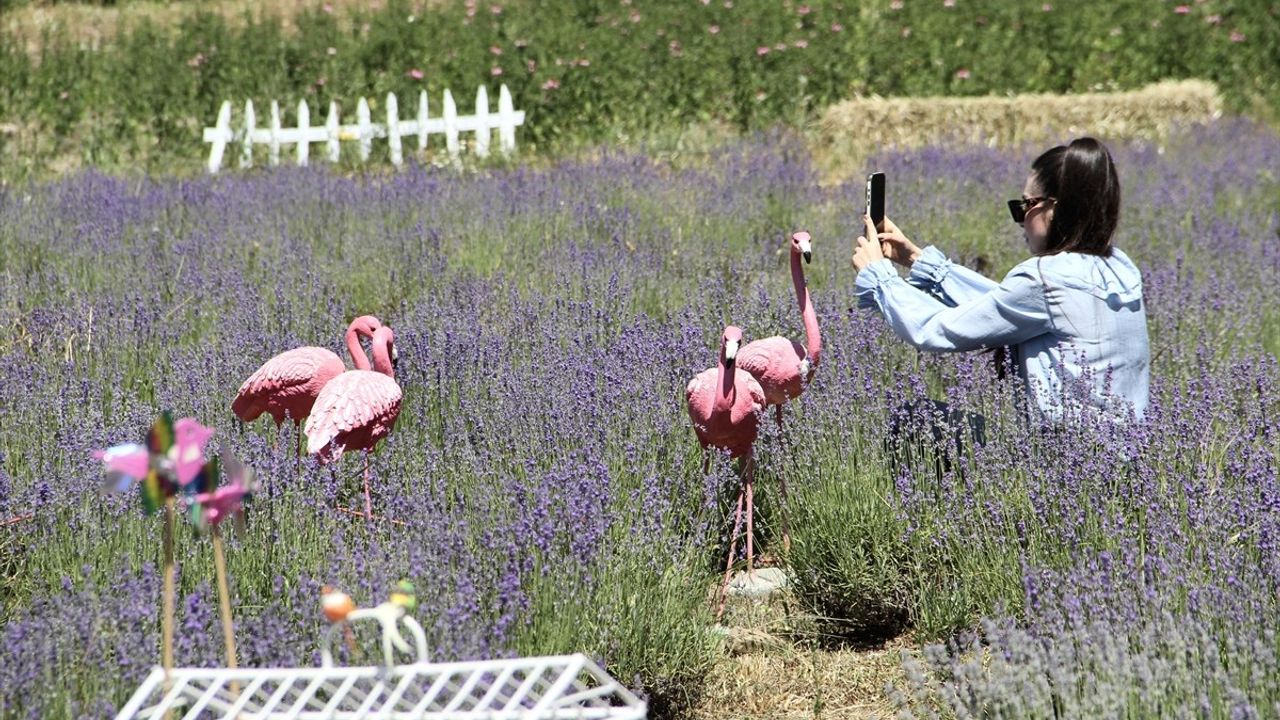 Sinop'ta Kadın Girişimciden Lavanta Tarlası: Turizme ve Ekonomiye Değer Katacak